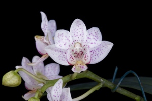 Phalaenopsis Liu's Star Dusts Arnie HCC/AOS 78 pts.